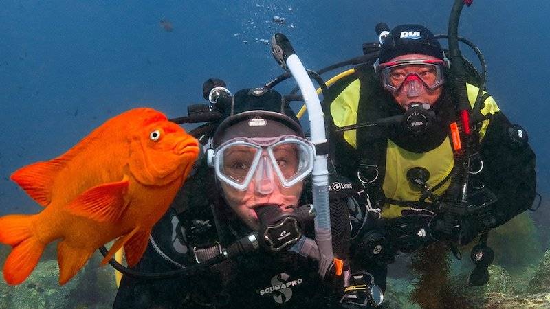 Divers watching a Garibaldi Damselfish swim in the front of them