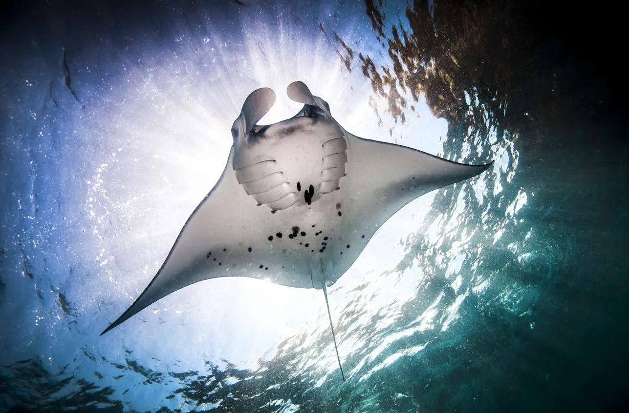 Best Time to Dive Manta Point Best Time to Dive Manta Point