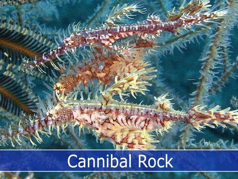 Cannibal Rock