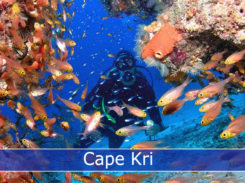 A diver look through the coral reef and the school of fish