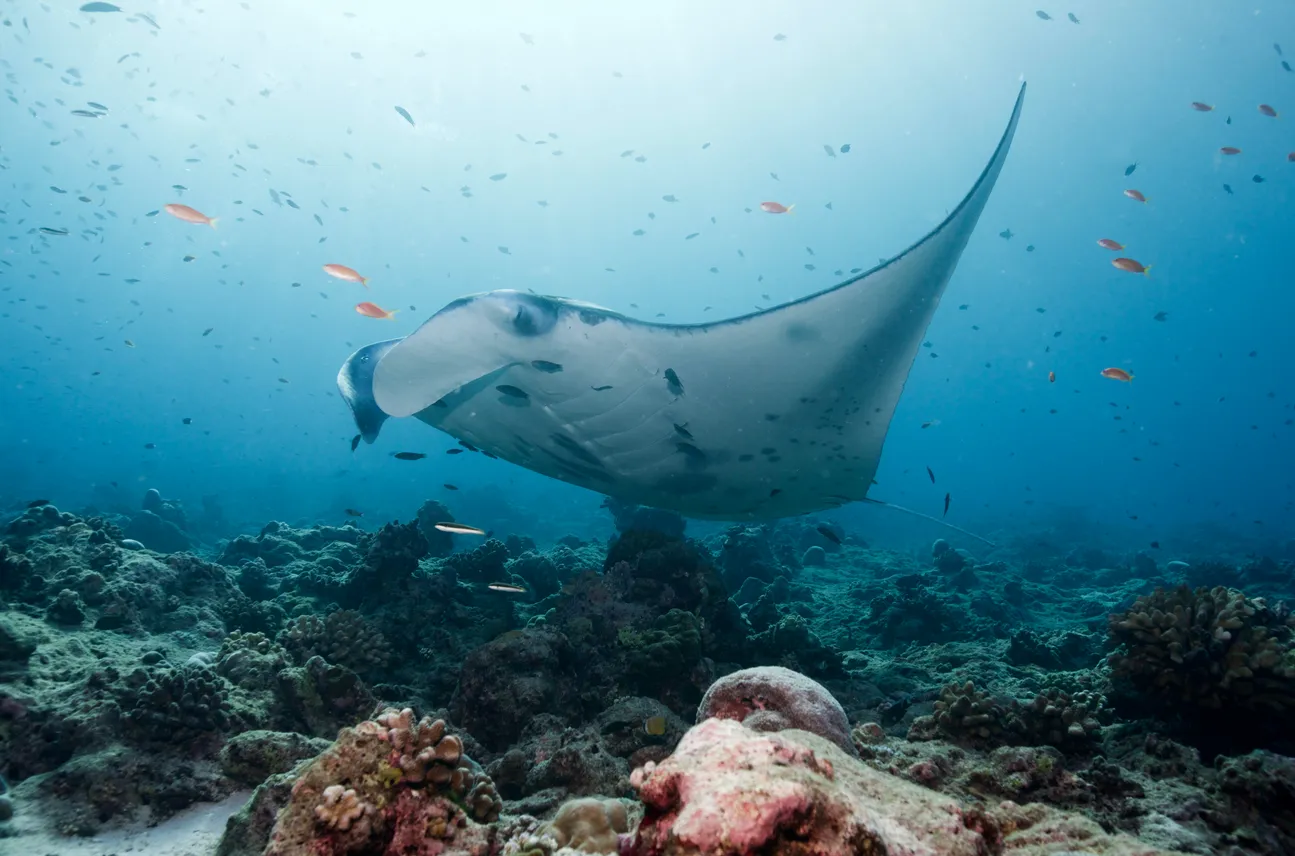 Coral Reefs and Cleaning Stations Coral Reefs and Cleaning Stations
