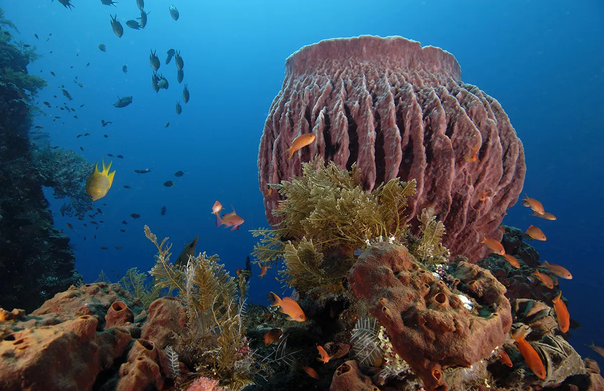 Marine Adventures and Pristine Shores