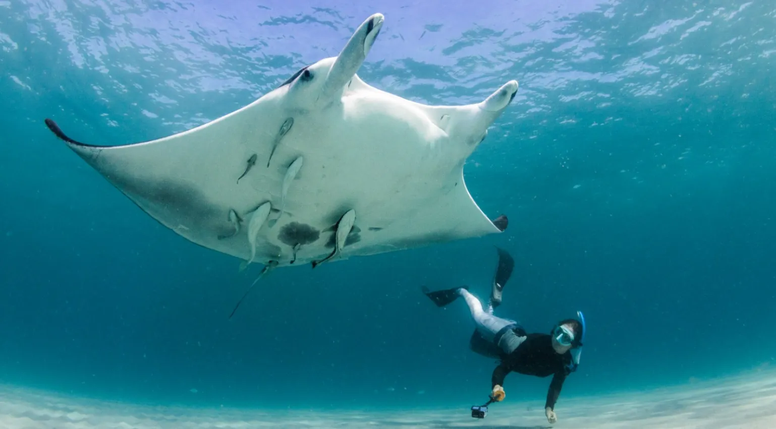 A freediver swim with Manta Ray