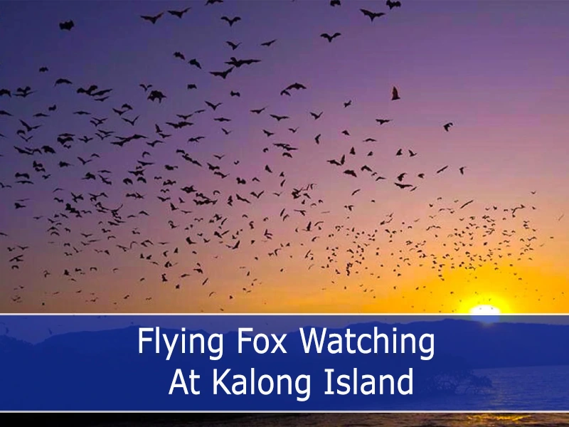 Kalong Island - Flying Foxes