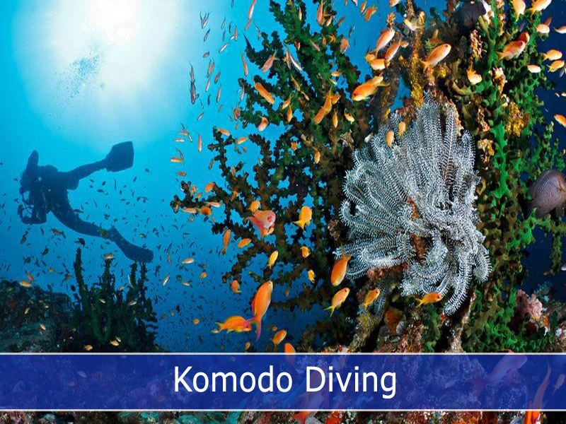 Komodo Diving destination