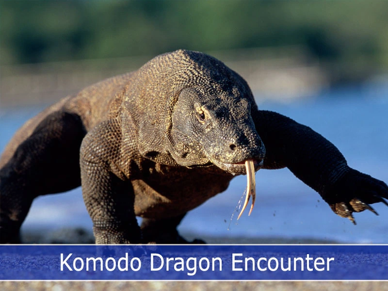 Encounter the Majestic Komodo Dragons
