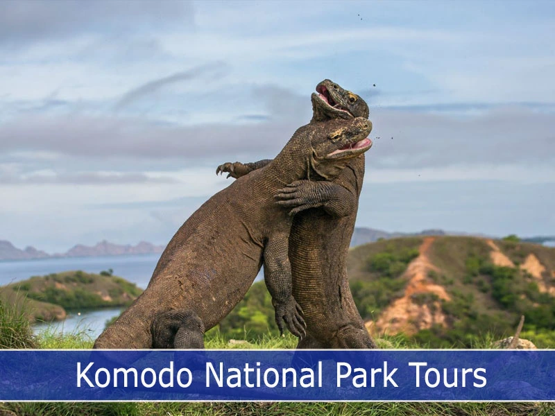 Discover the Magic of Komodo with our Komodo National Park Tours