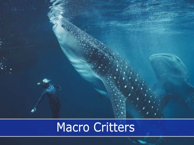 A skilled diver swim with whalesharks 