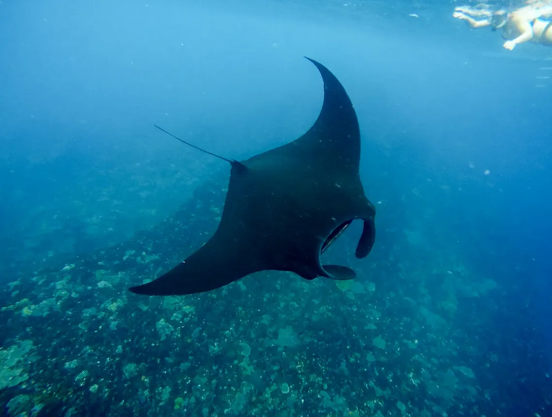 Manta Point Nusa Penida Manta Point Nusa Penida