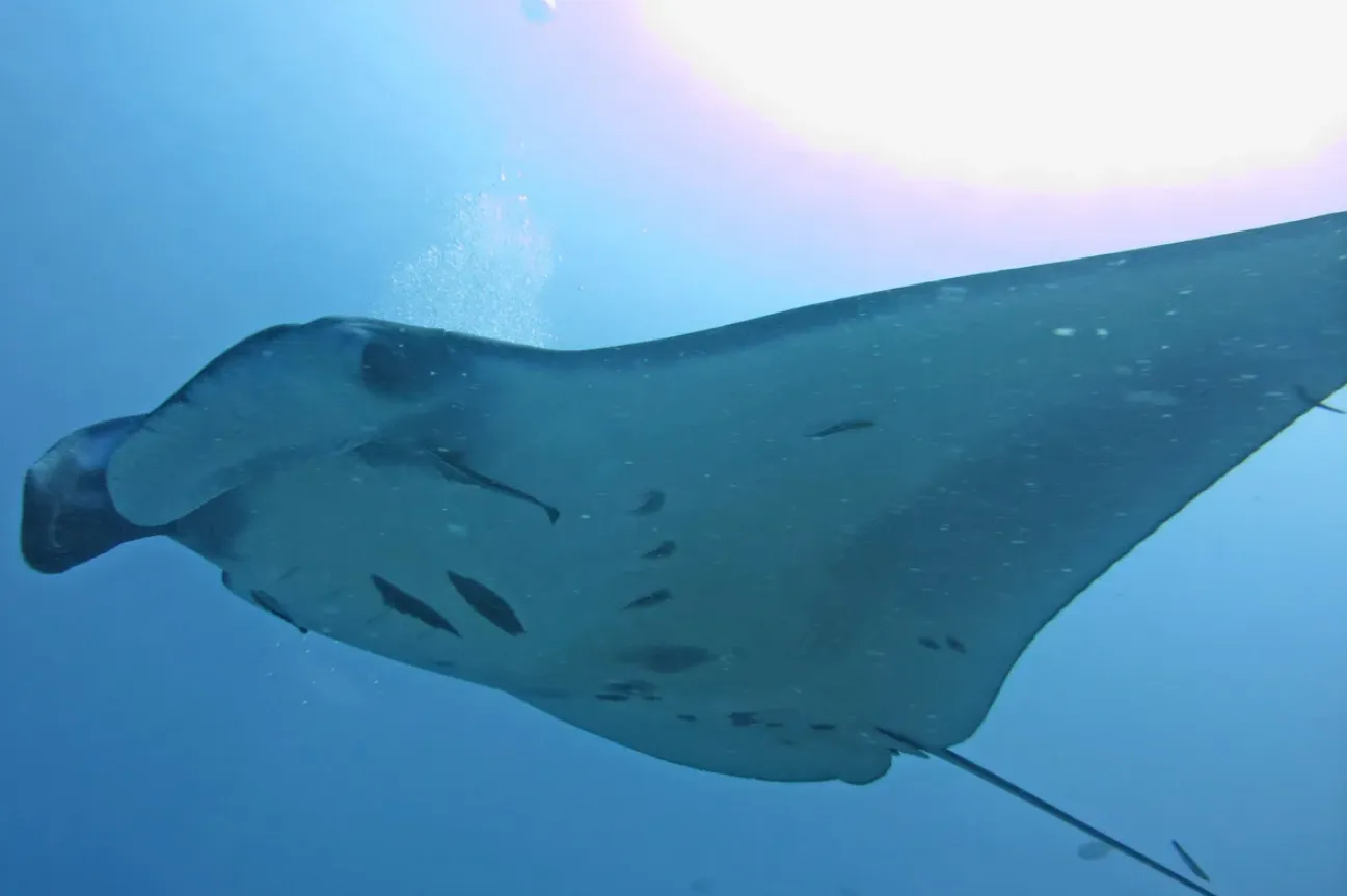 Manta rays at Nusa Penida's Manta Point