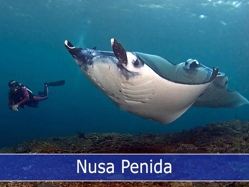 Explore stunning coral gardens and spot manta rays and sunfish at this renowned dive site