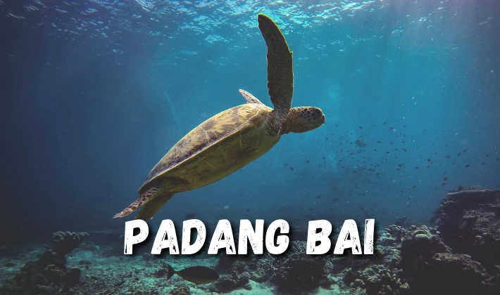 Turtle on Padang Bai dive site