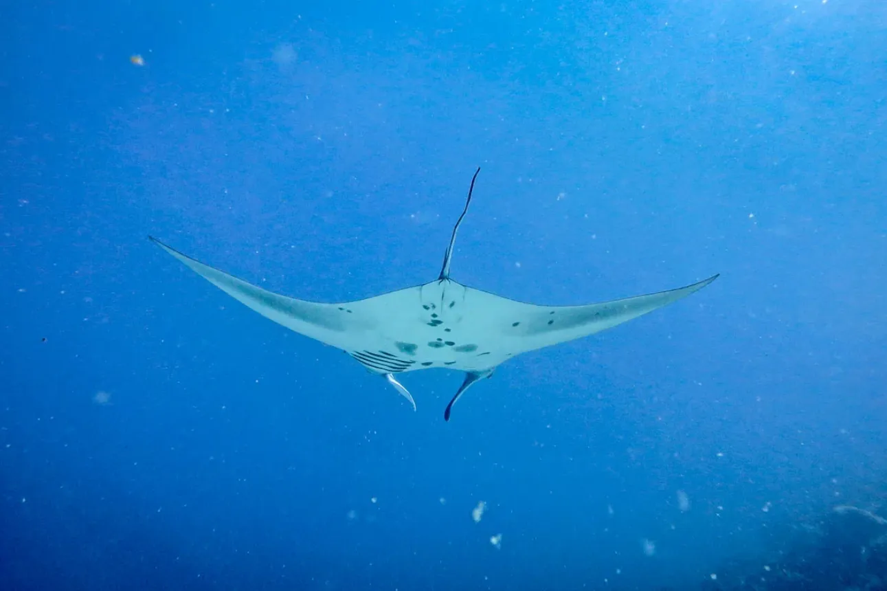 Manta Point Nusa Penida's Unique Ecosystem Manta Point Nusa Penida's Unique Ecosystem