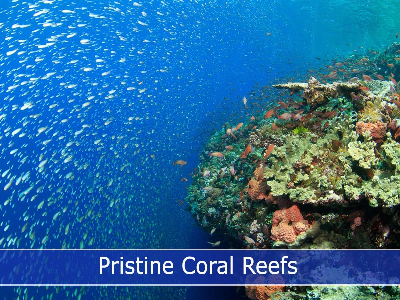 school of small fishes drift with currents encircle the coral reef