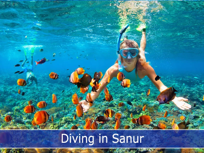  FreeDivers reaching the school of fish