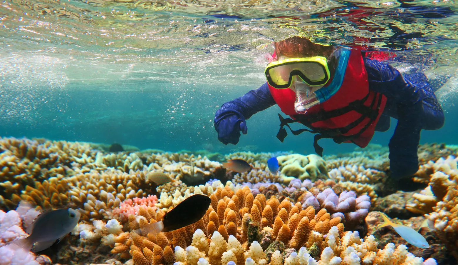 An adventurous snorkeler explores the crystal-clear shallows, encountering vibrant marine life up close