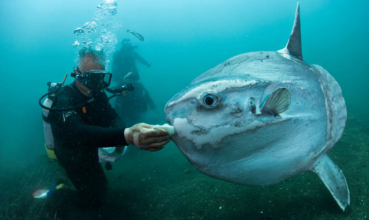 Experienced divers share a mesmerizing encounter with a curious mola-mola or sunfish