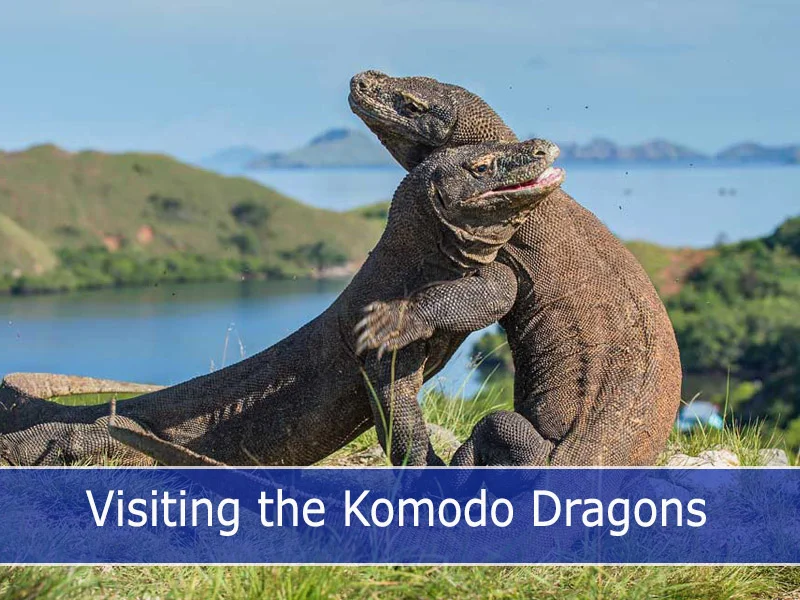 Visiting the Komodo Dragons Visiting the Komodo Dragons