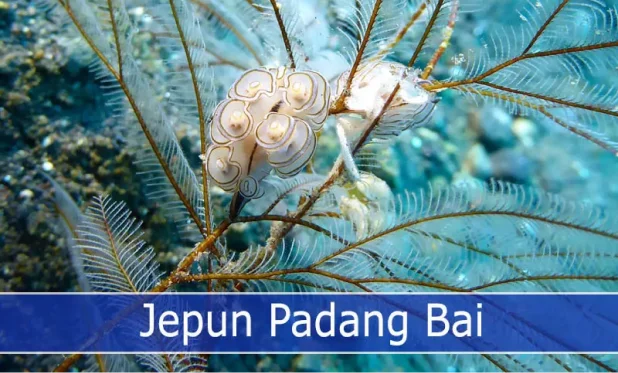Explore the Beauty of Jepun Dive Site in Padang Bai