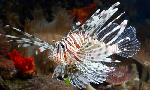 Lion Fish Lion Fish