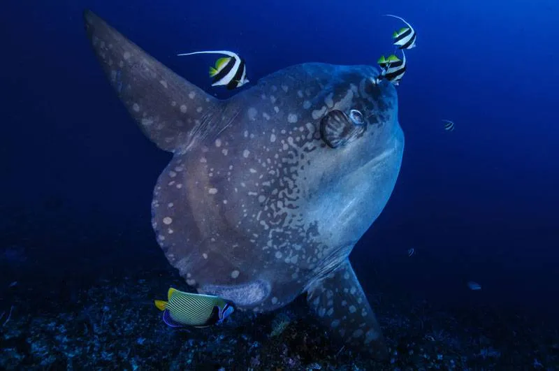 Mola-Mola or Sunfish dive with Neptune Scuba Diving