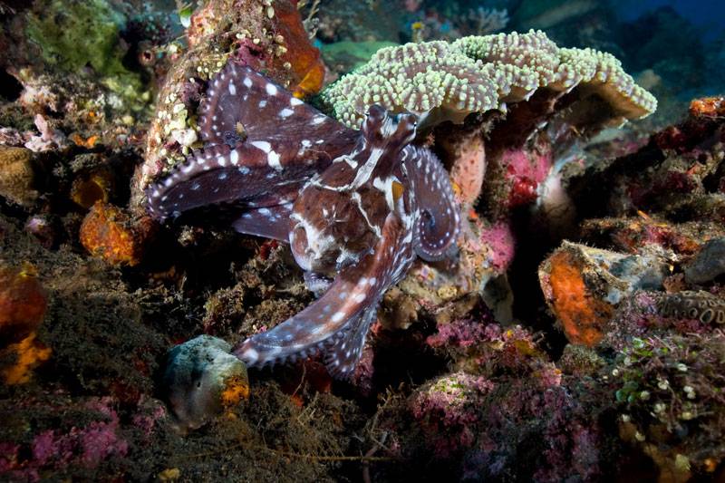 Octopus blend in between the coral reef