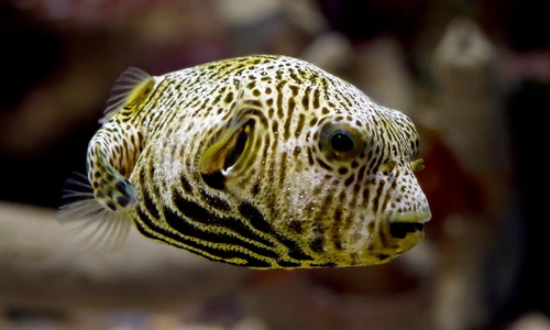 Puffer Fish Puffer Fish