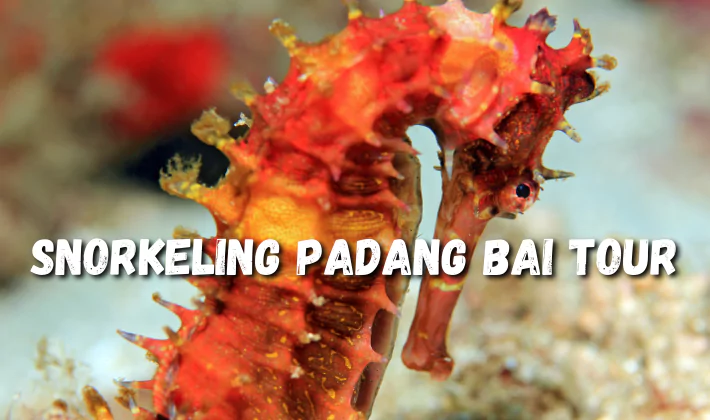 Sea horse on Padang Bai dvie site